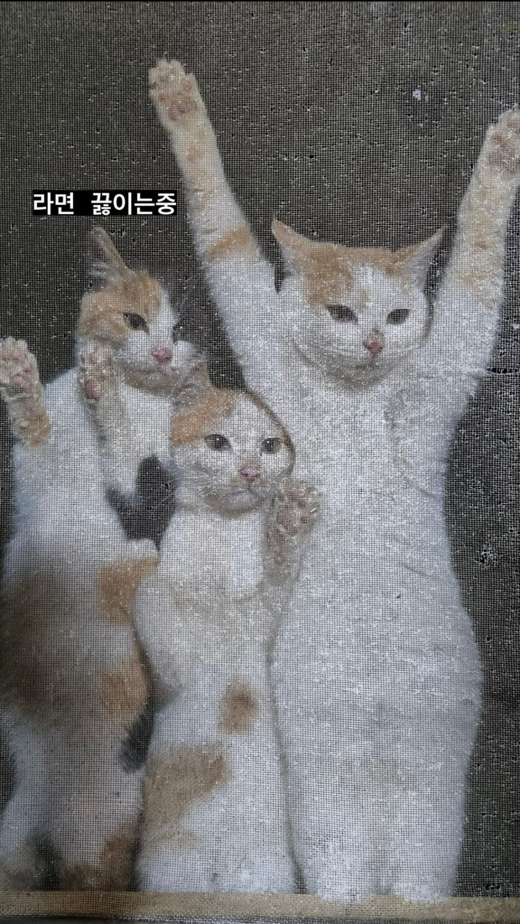 또 시작된 절미언니네 방충망 상황...jpg
