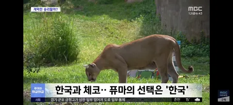 오늘 홍명보,체코 감독의 운세/따봉 퓨마야 고마워~