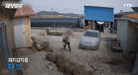 시골에 CCTV 설치하는 집이 많아지는 이유.
