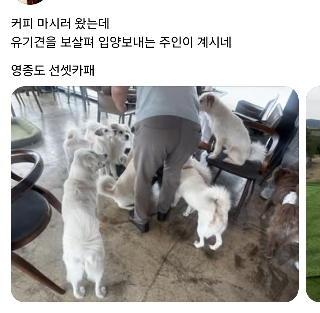 커피 마시러 왔는데 유기견 보살펴서 입양보내는 주인이 계시네