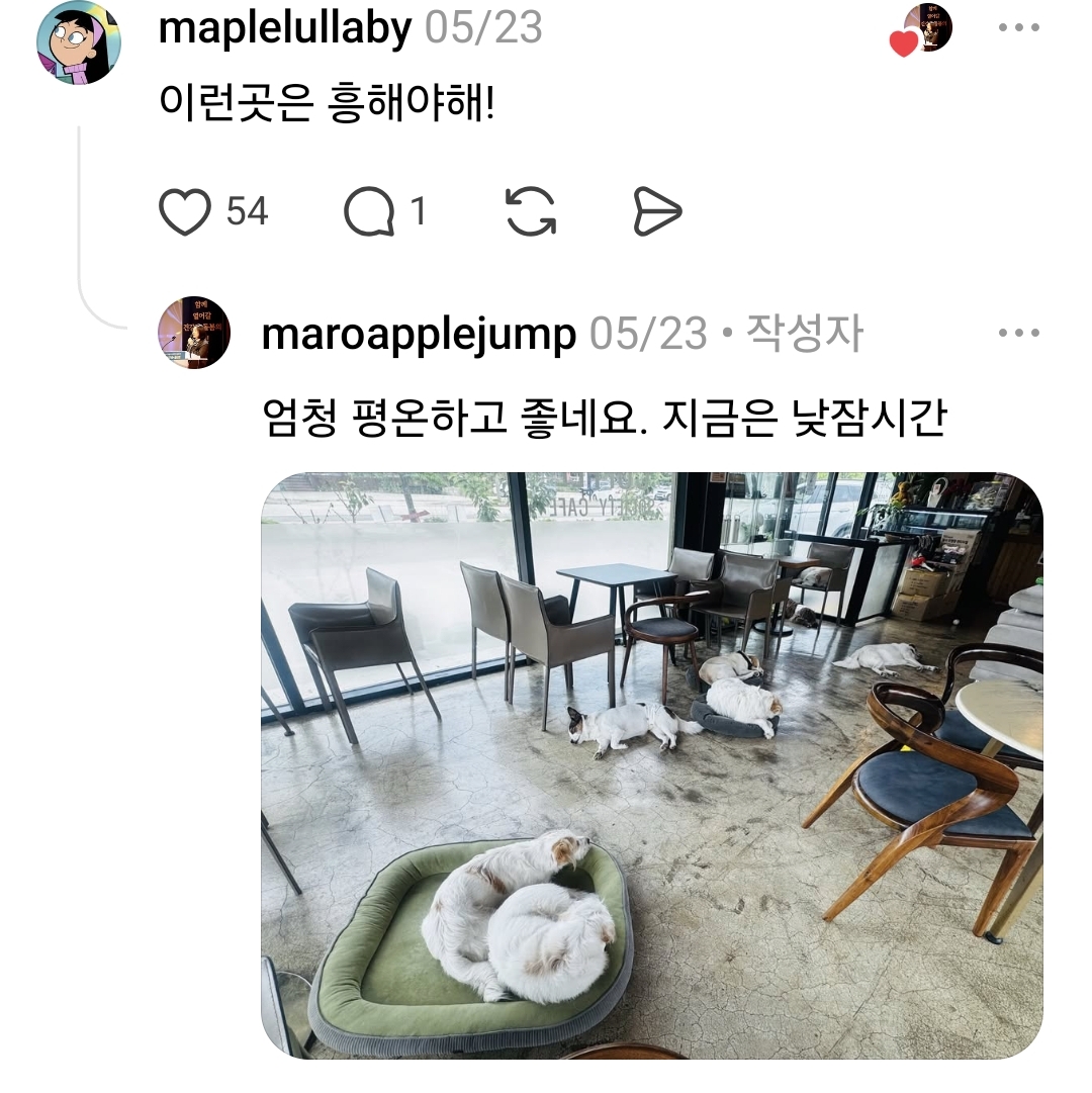 커피 마시러 왔는데 유기견 보살펴서 입양보내는 주인이 계시네