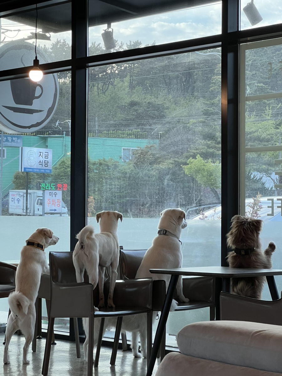 커피 마시러 왔는데 유기견 보살펴서 입양보내는 주인이 계시네