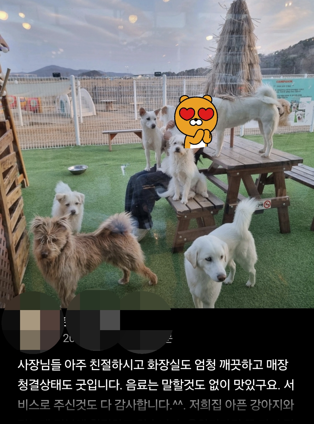커피 마시러 왔는데 유기견 보살펴서 입양보내는 주인이 계시네