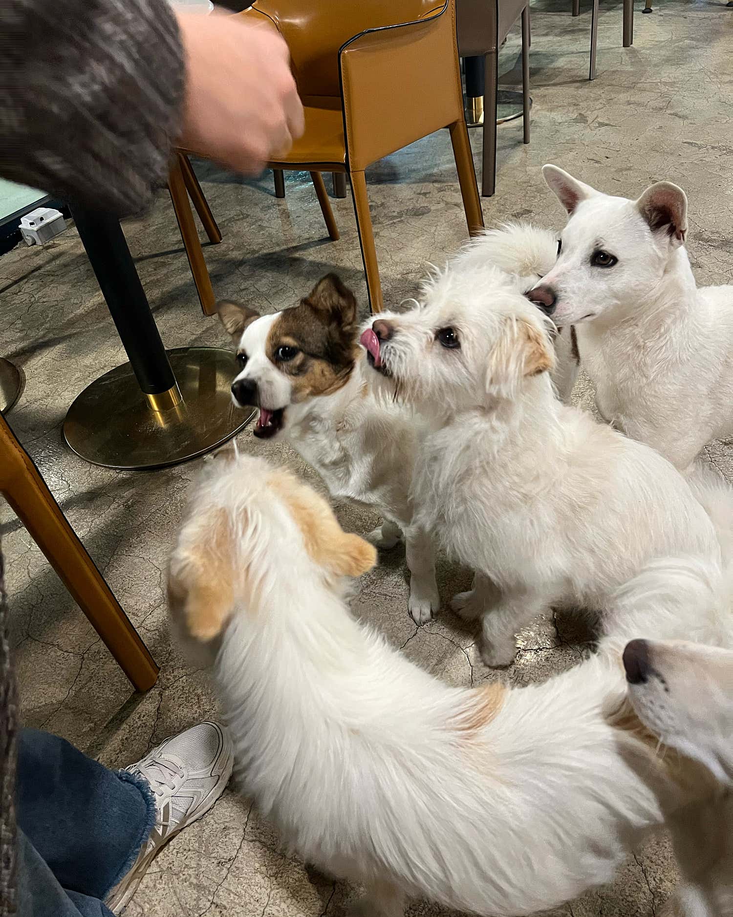 커피 마시러 왔는데 유기견 보살펴서 입양보내는 주인이 계시네