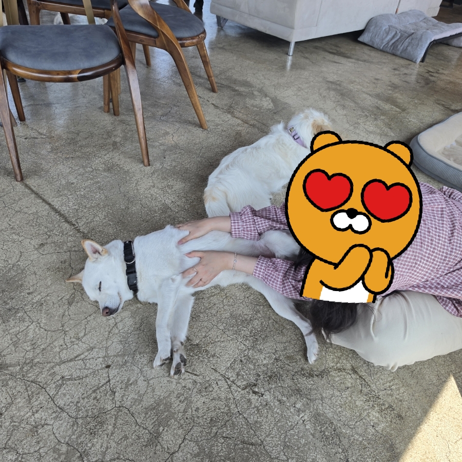 커피 마시러 왔는데 유기견 보살펴서 입양보내는 주인이 계시네