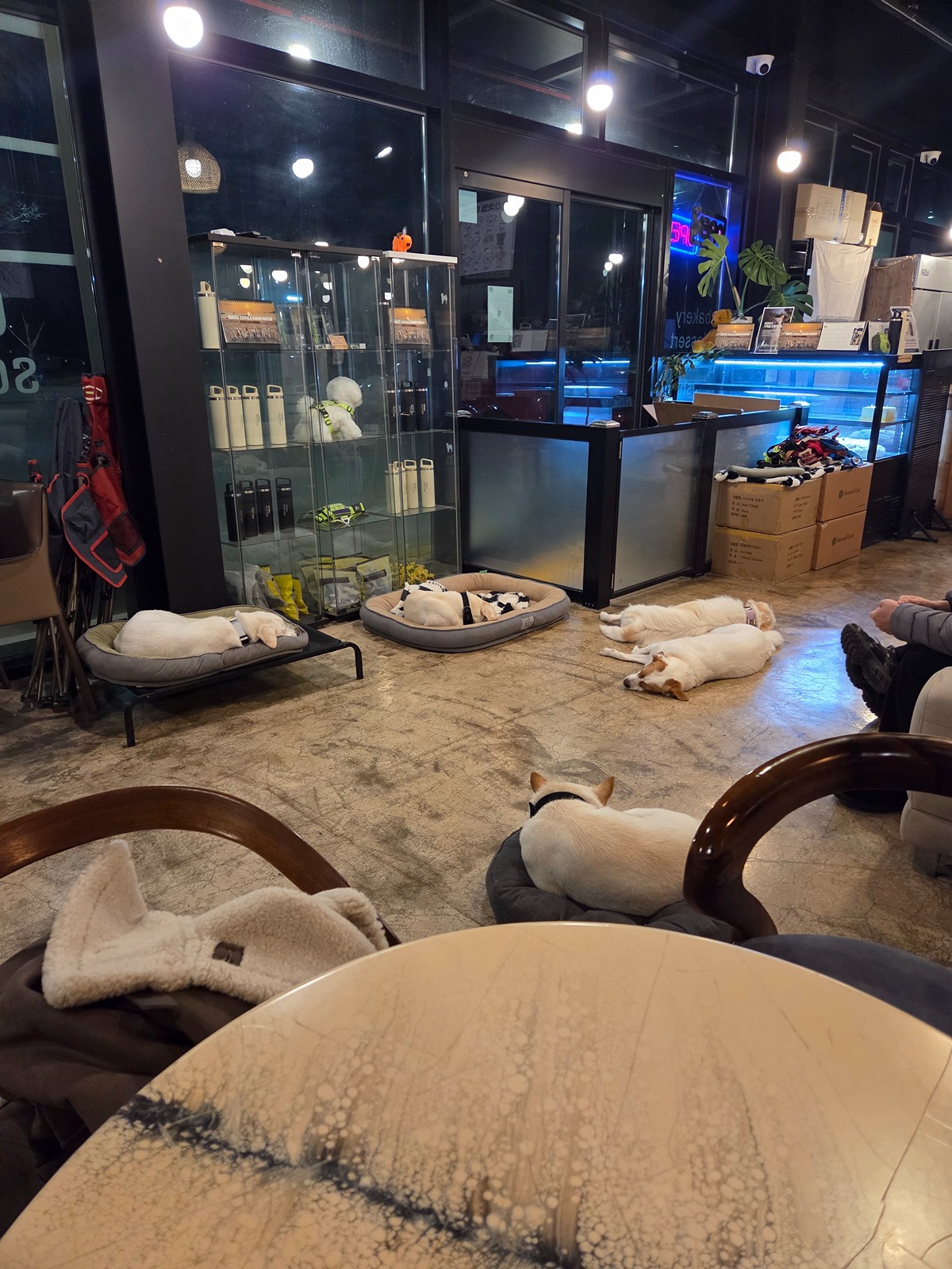 커피 마시러 왔는데 유기견 보살펴서 입양보내는 주인이 계시네