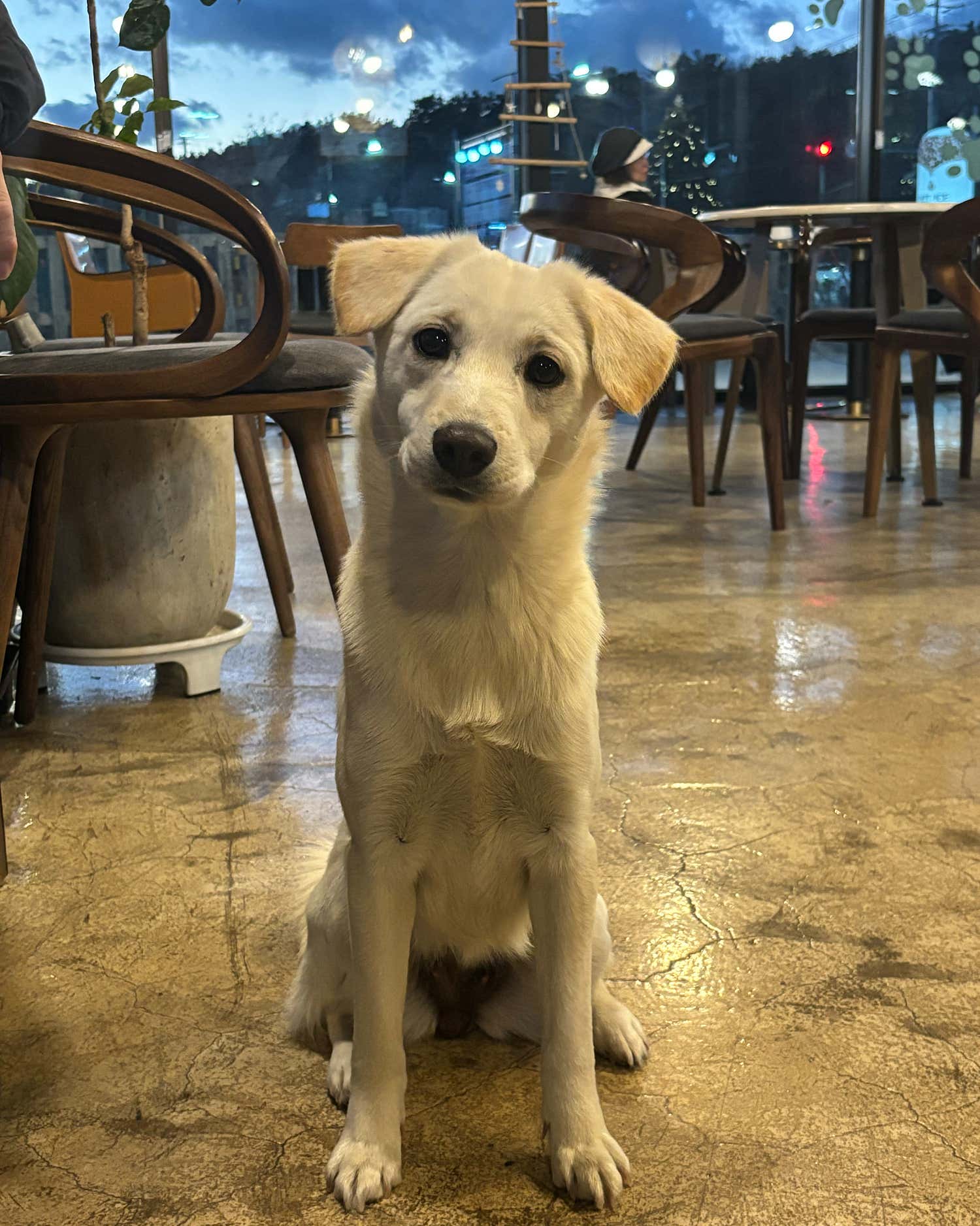 커피 마시러 왔는데 유기견 보살펴서 입양보내는 주인이 계시네