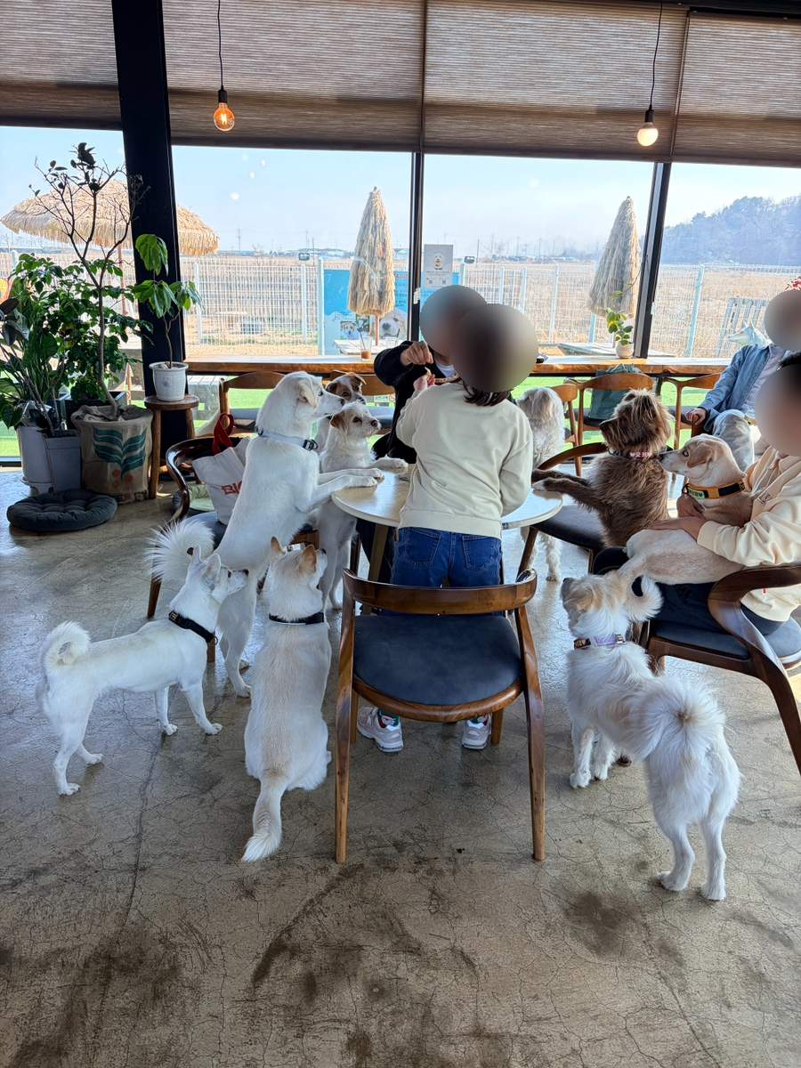 커피 마시러 왔는데 유기견 보살펴서 입양보내는 주인이 계시네