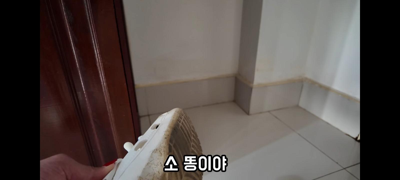 명품 비키니 입고 소똥
