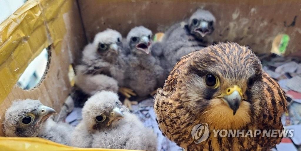아파트 덕분에 번식률이 증가했다는 촉법동물. jpg