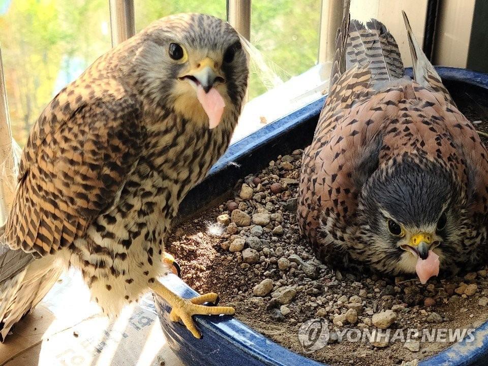 아파트 덕분에 번식률이 증가했다는 촉법동물. jpg