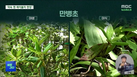희귀 식물 지킨다던 설악산 케이블카… 지켜지나?