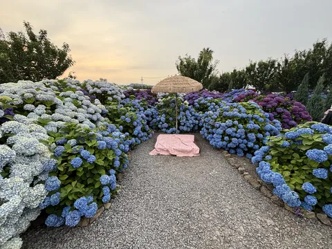 서귀포 수국 보고가세요.