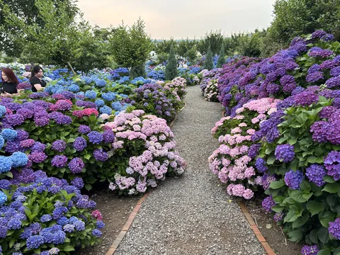 서귀포 수국 보고가세요.
