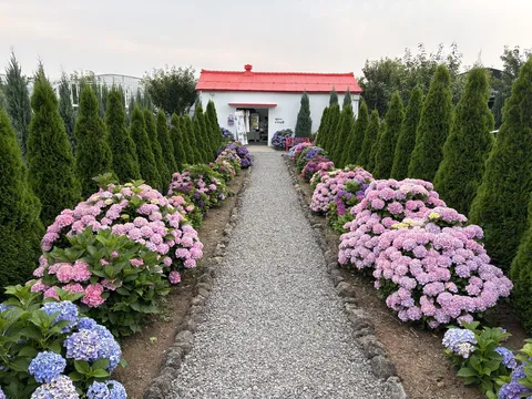 서귀포 수국 보고가세요.