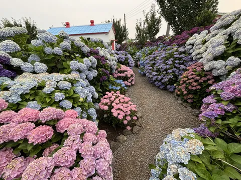 서귀포 수국 보고가세요.