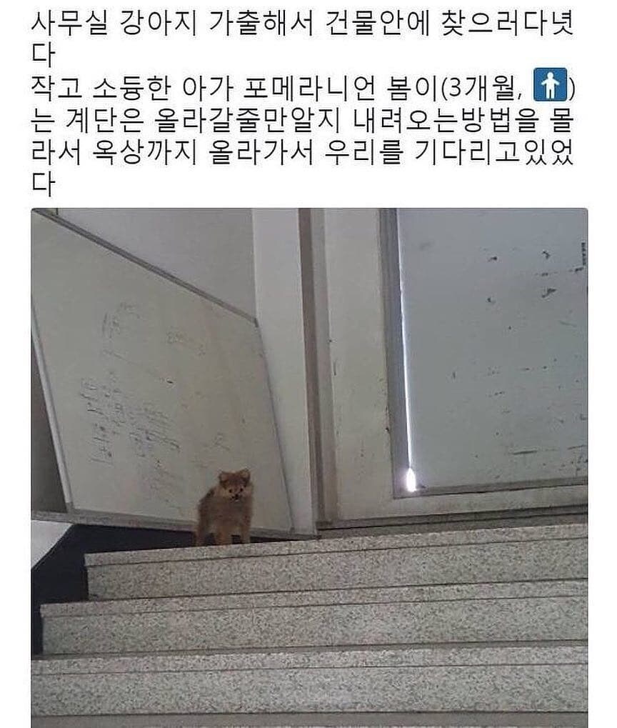 가출한 강아지.jpg