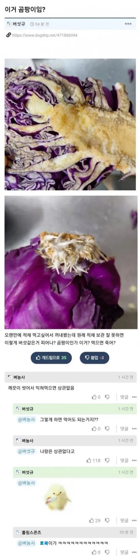 [유머] 곰팡이 핀거 좀 씻어 먹어도 될까??