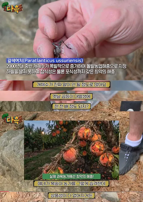 해충을 창궐케 하는 이것.. 그런데 이렇게까지 해야 하나?