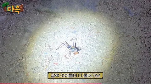 해충을 창궐케 하는 이것.. 그런데 이렇게까지 해야 하나?