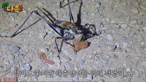해충을 창궐케 하는 이것.. 그런데 이렇게까지 해야 하나?