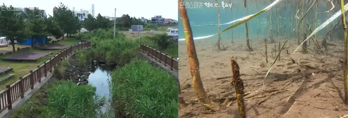 시멘트를 부어 반려동물 수영장을 만들었다는 제주 하천 공사 전후 모습.jpg