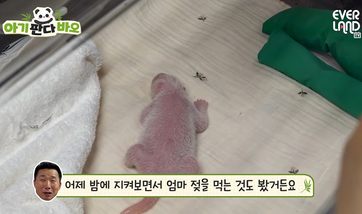 [아기판다바오] 활력이 넘치는 물고기 같다는 넷째바오🐼ㅋㅋㅋㅋ