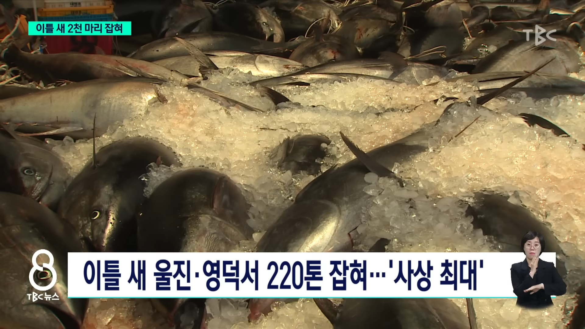 참치 때문에 난리났다는 동해 근황
