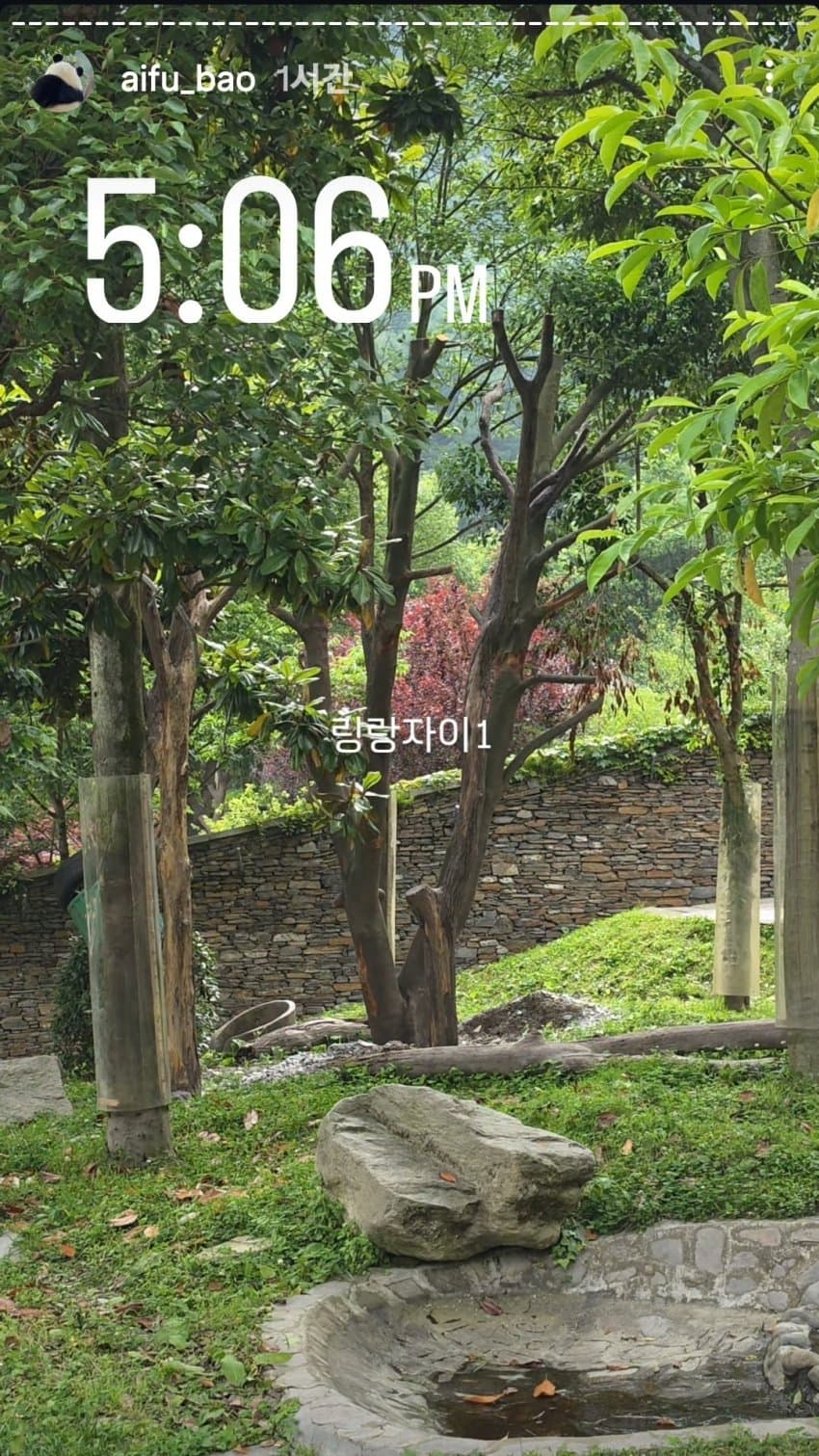 오늘 돌덩이만 두개 받은 푸바오 🤬