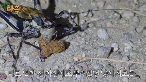 외국인들 기겁.. 서울시 한복판에 바퀴벌레떼가 나타난 EU