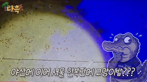외국인들 기겁.. 서울시 한복판에 바퀴벌레떼가 나타난 EU