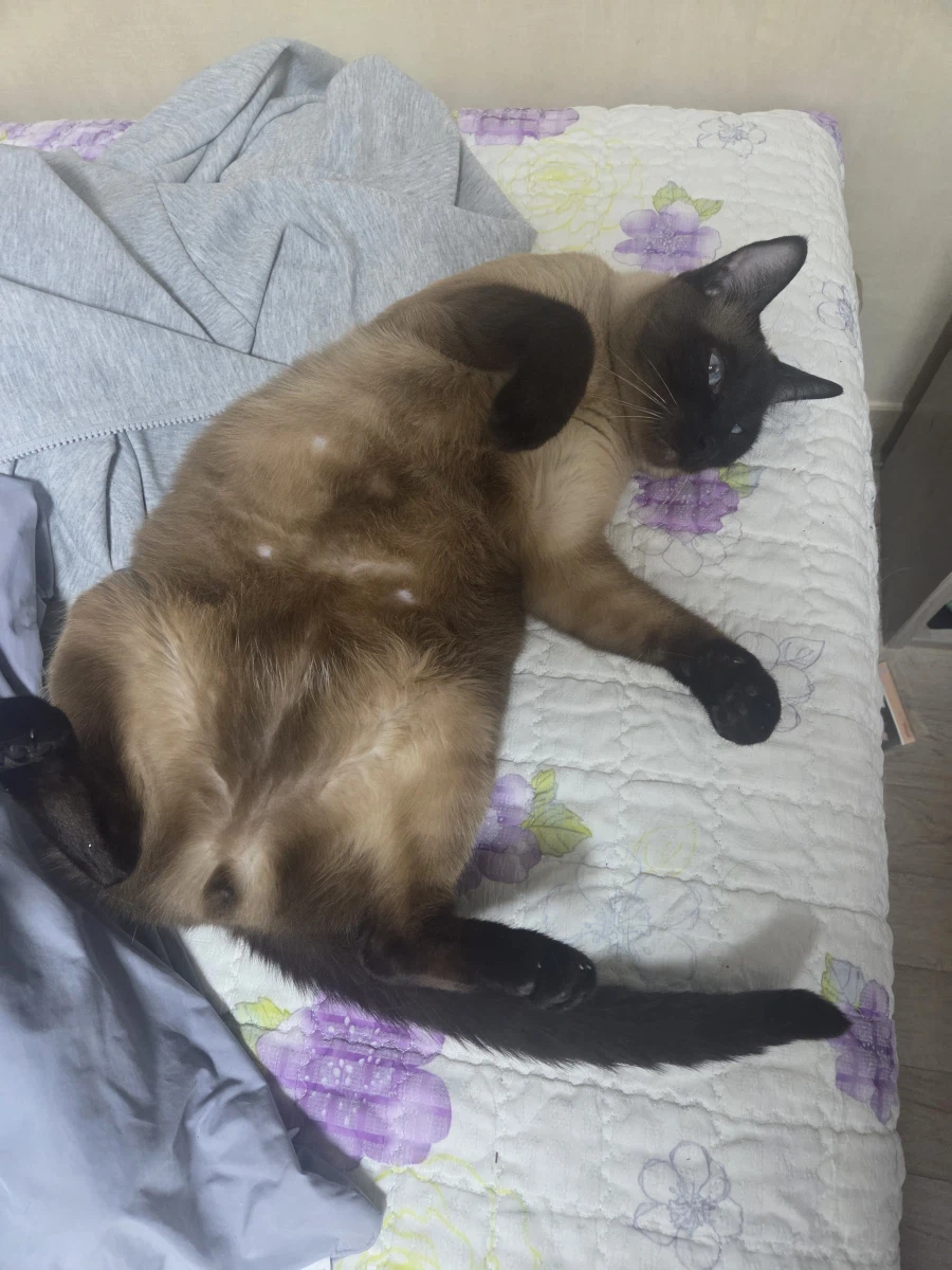 질투하는 고양이가 보고 싶어서 고양이 카페도 가보고 댕댕이도 만져봤다...
