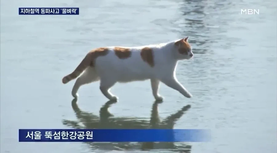 서울의 한강이 해외에서 유명해진 의외의 이유