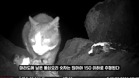 새덕후) “고양이, 이젠 죽일 수밖에 없습니다”
