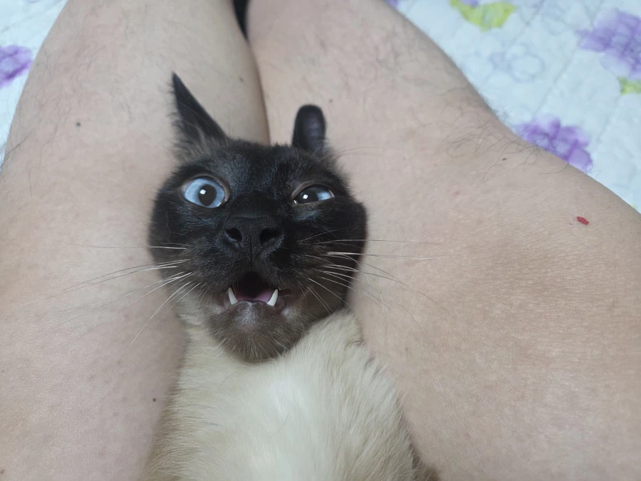 솔직히 집사가 고양이 좀 괴롭힐 수 있다고 생각합니다!!!