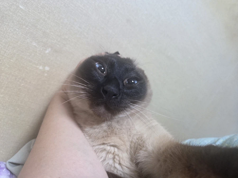 솔직히 집사가 고양이 좀 괴롭힐 수 있다고 생각합니다!!!
