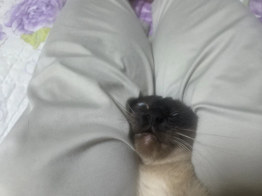 솔직히 집사가 고양이 좀 괴롭힐 수 있다고 생각합니다!!!