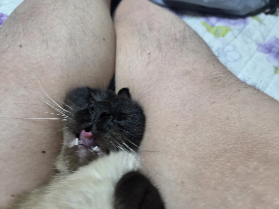 솔직히 집사가 고양이 좀 괴롭힐 수 있다고 생각합니다!!!