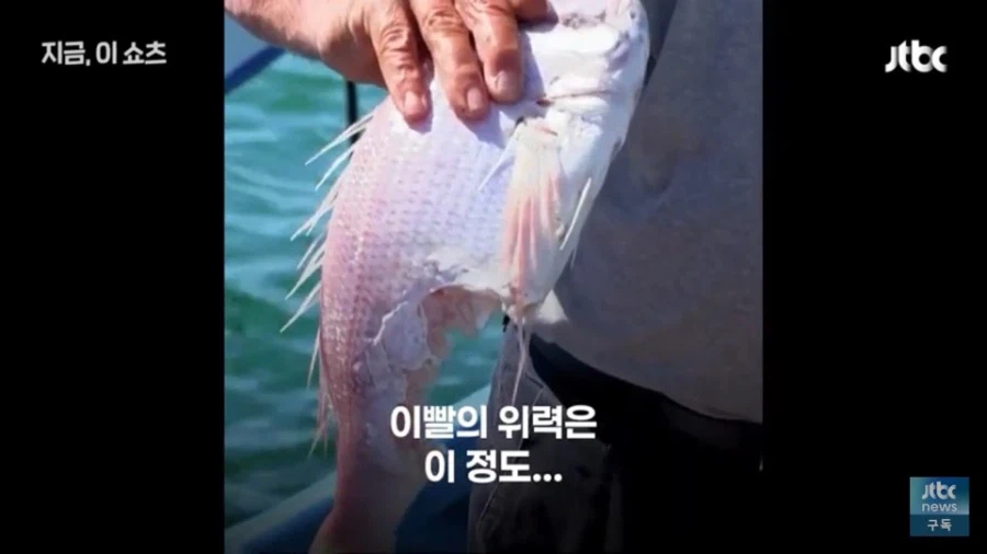 한국의 도움이 긴급히 필요해 보이는 그리스 근황