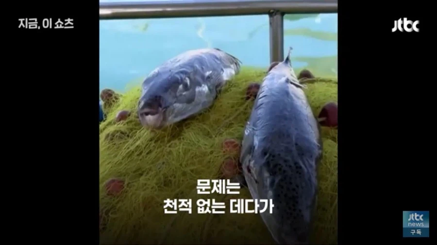 한국의 도움이 긴급히 필요해 보이는 그리스 근황