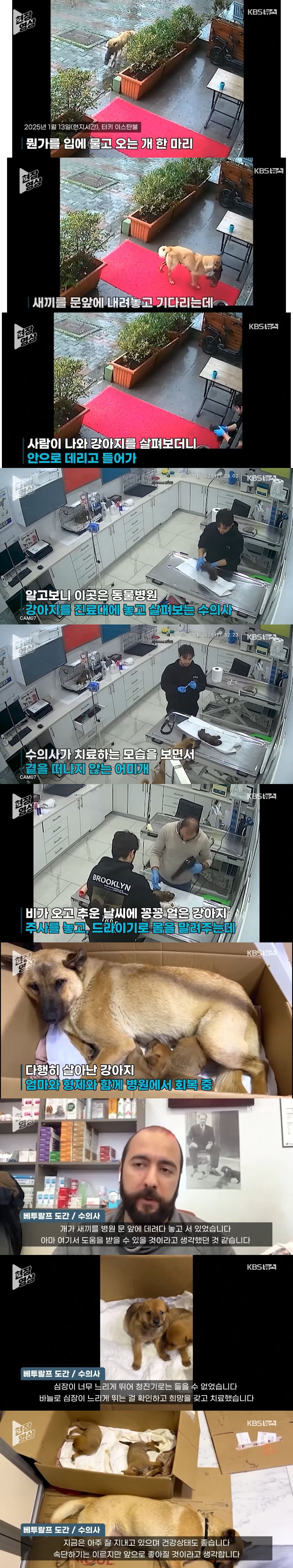 죽어가는 새끼 물고 동물병원 찾아간 어미개