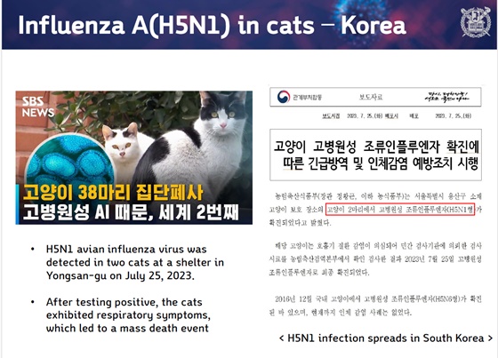 야생 고양이, 길 고양이에게 밥을 주는 행위는 여러분의 아이와 가족의 생명을 위협하는 행위입니다.
