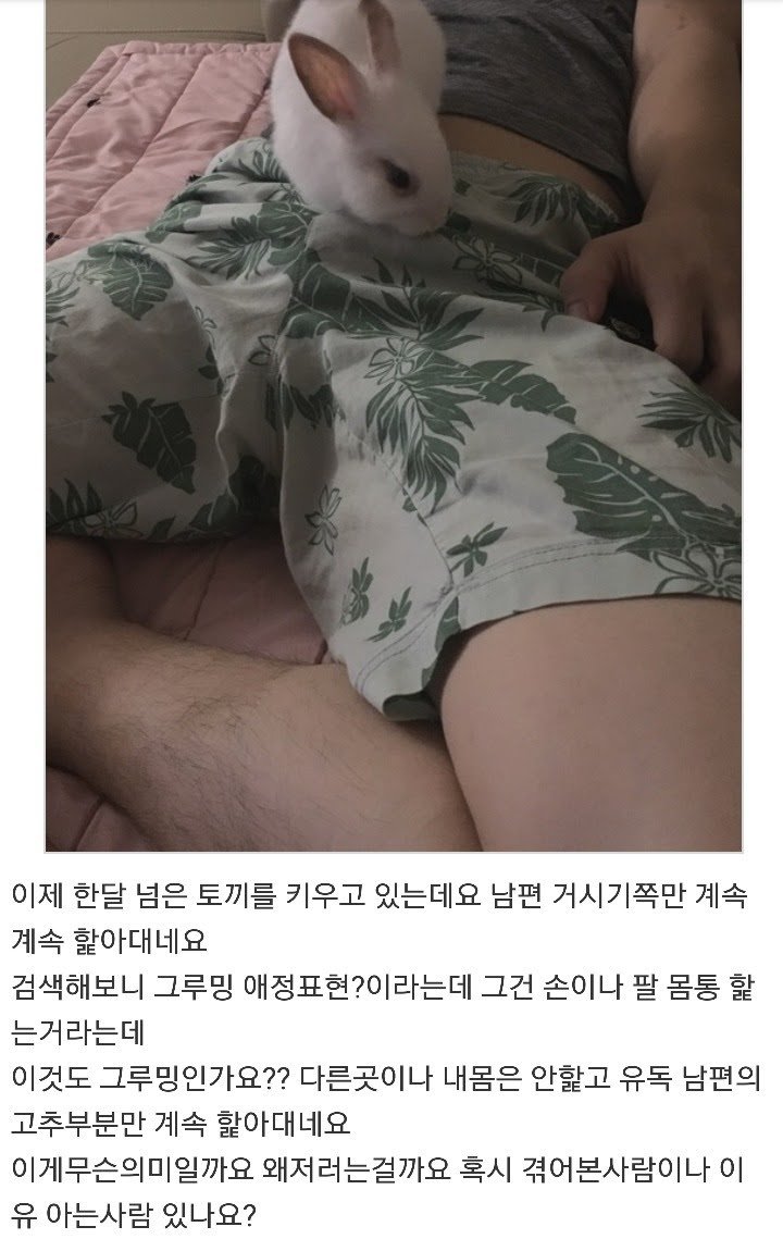 토끼가 자꾸 남편 꼬츄부분을 핥아서 고민입니다 . JPG