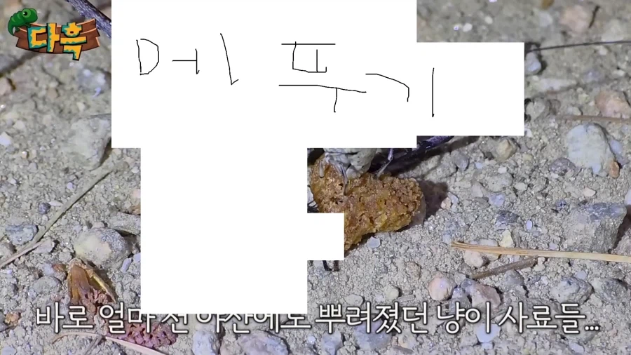 약스압)서울역 캣맘(바퀴맘)영상 보는데 광기가 차원이 다르네