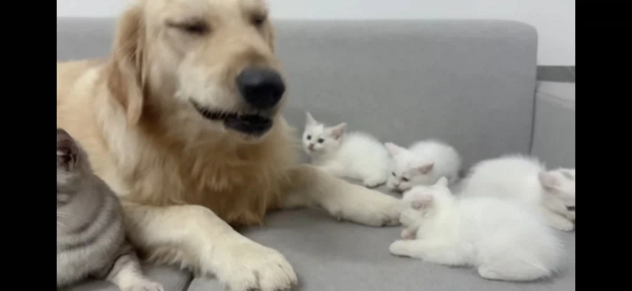 개삼촌 무서워하는 새끼냥들에게 숙련된 엄마냥이 시범 보여줌