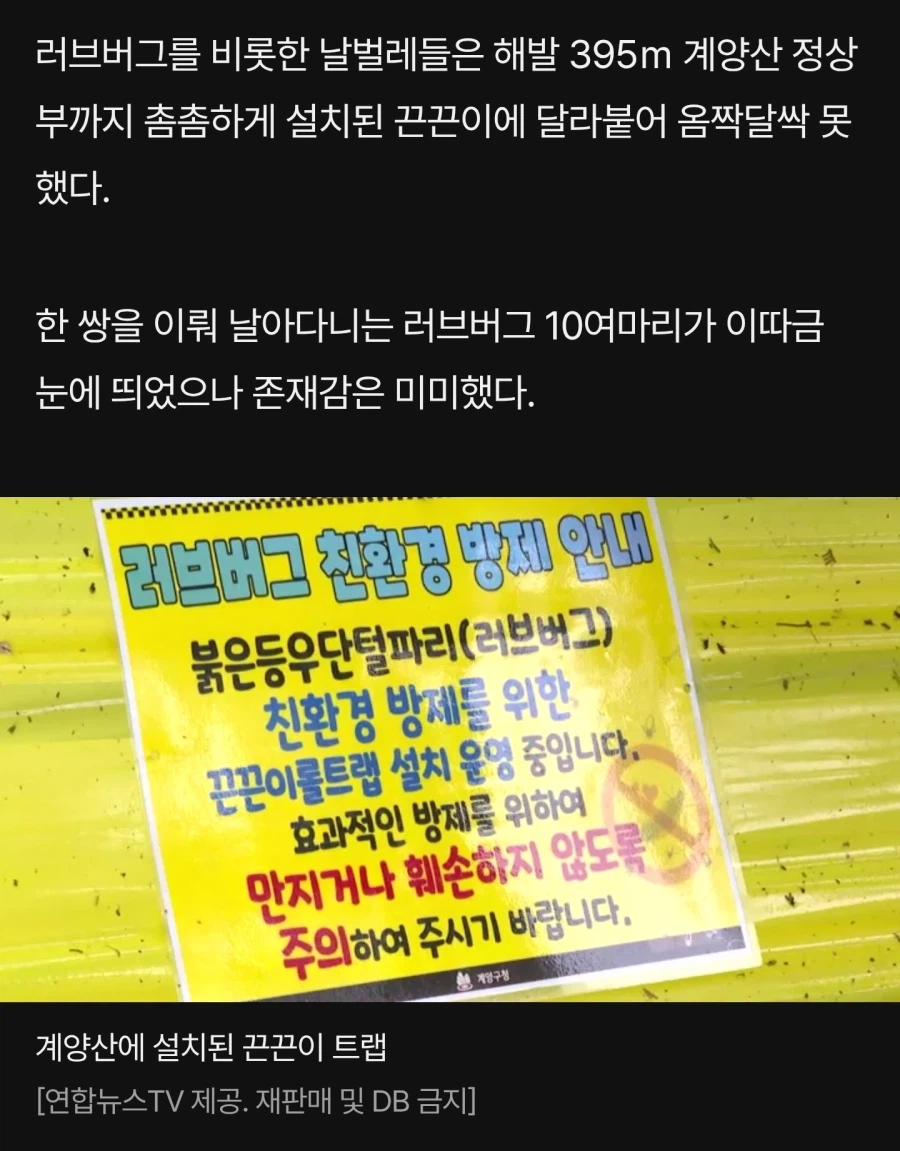 작년에 러브버그가 엄청 많았던 계양산 근황