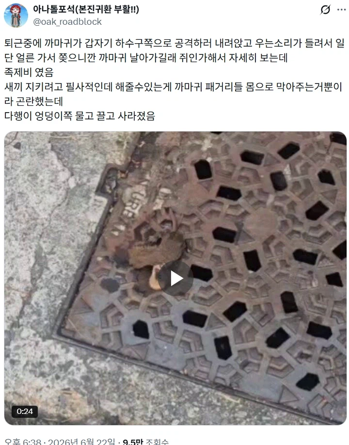 엄마 족제비만 엄청 급함