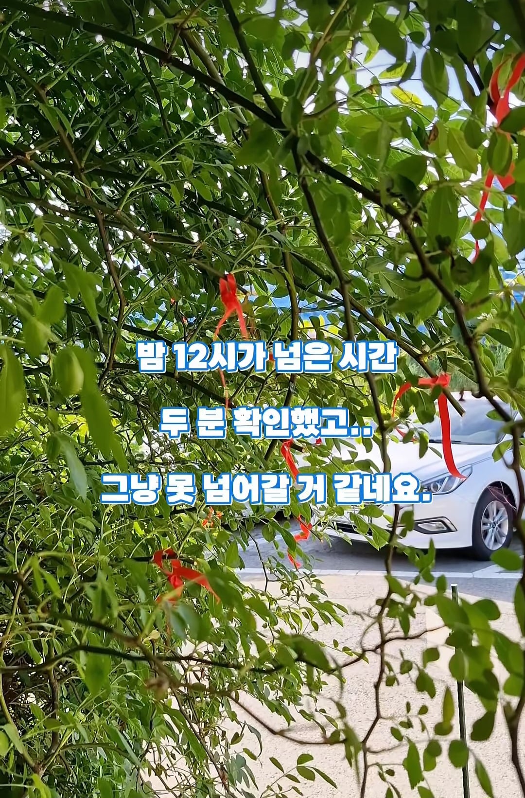 도둑맞고 훼손당한 수원 행궁동 장미 포토스팟