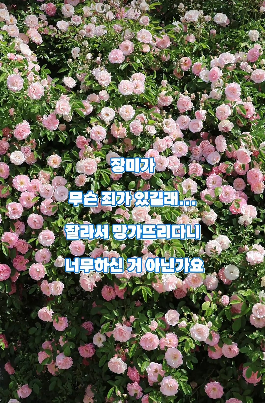 도둑맞고 훼손당한 수원 행궁동 장미 포토스팟