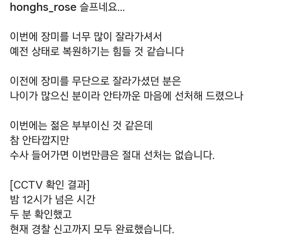 도둑맞고 훼손당한 수원 행궁동 장미 포토스팟